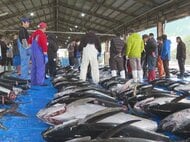 メバチやキハダなど400匹程…三重県の尾鷲漁港でマグロの水揚げ 正月商戦に向けて仲買人が次々と競り落とす