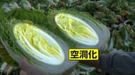 【何が】鍋に欠かせない“白菜”に異変「雪降らないで」最強寒波で葉の水分抜け“空洞化”　葉は枯れしわしわ茶色に変色　価格も約1.7倍に