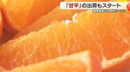 “今しかないから”種類豊富な中晩柑シーズン！松山市の産直市でも「甘平」などの出荷も始まる【愛媛】