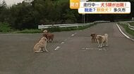 【ドラレコ映像】県道に犬5匹が出現！道路の真ん中で「座り込み」飼い犬？野良犬?【佐賀県】