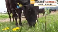 月山高原牧場でウシの放牧始まる　出産に適した強い骨格に・体重平均70キロ増加　山形・鶴岡市