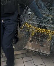 【速報・続報】サル捕獲　広島市の市街地　最初の目撃情報から7日