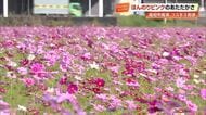 高知市高須で広さ10ヘクタールの《コスモス畑》が見頃　11月下旬まで楽しめる秋の絶景