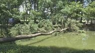 2日にかけての雨で地盤緩んだか…名城公園で高さ約10mのクロマツ2本倒れる 付近では6月にも別の木が