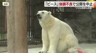 とべ動物園のアイドル　シロクマ・ピースが体調不良　右の前脚の炎症が原因と見られ公開を中止【愛媛】