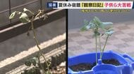 難易度上がる夏休みの定番宿題『観察日記』　「猛暑でトマトが育たない」小2の観察日記には“緑の茎と葉の絵”だけ　専門家「ベランダは過酷な条件。枯れてしまっても観察の記録として有効」