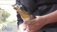 県の無形民俗文化財「三次の鵜飼」 新たにウミウ３羽が仲間入り！ 鵜飼デビューは３年後を予定　広島