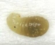 特定外来生物「アカカミアリ」”幼虫”2匹を石狩湾新港で新たに確認―9月に働きアリ約700匹見つかり調査・駆除中（累計で働きアリ約1440匹、幼虫2匹に）刺されると激しい痛みや水ぶくれも〈北海道石狩市〉