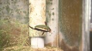 絶滅の危機「ゲンゴロウ」 種の保存に奮闘する飼育員 採取活動で新種発見も【福島発】