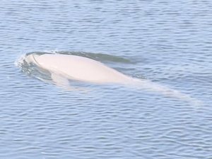 「白いイルカがいる」と通報…名古屋の川に“スナメリ” 体長1.8m程でエサ求め海から迷い込んだか