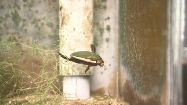 絶滅の危機「ゲンゴロウ」 種の保存に奮闘する飼育員 採取活動で新種発見も【福島発】