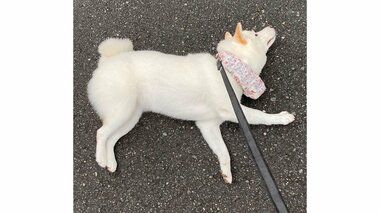 「動きません!」様々なポーズで散歩拒否する柴犬…“伏せ”や“お座り”の姿勢でも?飼い主に聞いた