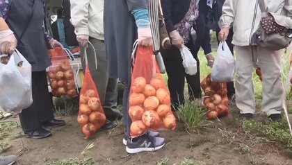 「タマネギ収穫ツアー」が人気　肉厚な千葉産が”10キロ1200円”…高騰続き格安求めて観光バス殺到