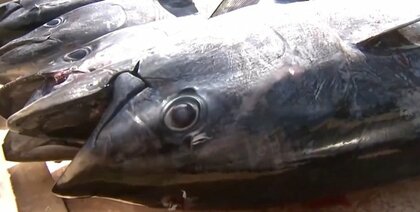  クロマグロの漁獲枠 ”増加”へ 国際会議最終日で合意 大型魚は1.5倍に…日本は増枠獲得を目指して交渉し成果得る ”高級品”食べる機会も増えそう