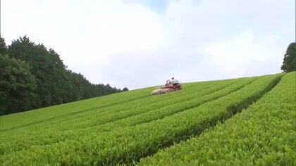 ”天空の茶畑”として映画ロケ地にも…岡山県内有数の茶どころ　美作市の茶畑で新茶の収穫【岡山】