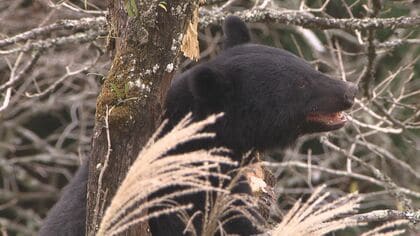 クマ被害を減らしたい…川の水から生息域を把握する全国初のシステム　坂井市の企業が福井県立大などと開発　1リットルの水からDNA分析