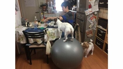 バランスボール乗りこなす“玉乗り犬”がすごい! スゴ技は他にもいろいろ…飼い主にきっかけを聞いた