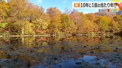 “10年に1度”の紅葉、福井は―　猛暑による水不足も「葉は十分ついている」　植物の専門家に“色づき”のポイントを聞いた