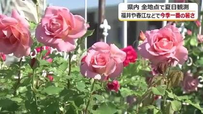 青空に映える色とりどりのバラ　県内すべての観測地点で25度超の夏日に　福井と春江、敦賀で今シーズン一番の暑さ