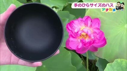 土佐市で可憐な「八重茶碗ハス」開花　幾重にも重なる濃いピンク、見頃は午前7時～9時【高知】