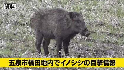 【イノシシ目撃情報】新潟・五泉市の住宅街でイノシシ1頭を目撃　警察が警戒活動