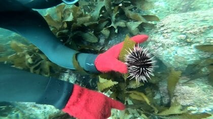 幻の「赤ウニ」激減で海士が“養殖”に挑戦「めちゃくちゃ甘くて美味」玄界灘の荒波で天然物の味を目指す