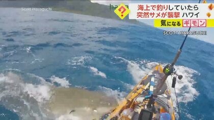 【衝撃の瞬間】ハワイで巨大イタチザメがカヤックを襲撃　知床半島では群れの中に“全身真っ白なシャチ”が出現