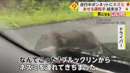 「なんてこった！」走行中の車のボンネットに“ネズミ”　あせる運転手　エンジンルームの奥へ姿消す　米