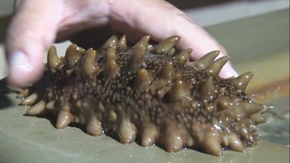 なまこ 中国 中華食材のナマコ・クラゲ 中国需要霧消が打撃 漁の停止