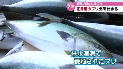 正月用のブリの出荷始まる「丸みがあって脂乗りも最高」年末年始に約5万匹の出荷見込む　大分