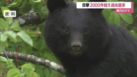 調査開始以来最多・クマ目撃件数2103件…過去最多2020年の約3倍　10月だけで700件超え　山形
