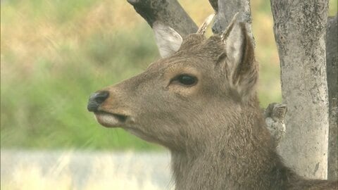 「奈良に帰れたらいいな」迷子シカが警察に“出頭”し捕獲　大阪で目撃情報相次ぐ　奈良県知事は受け入れ否定も大阪市長は前向き発言