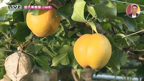 樹齢50年の大木が実らす完熟梨！シャインマスカットの「炭酸漬け」も話題　秋の味覚狩り【宮崎・小林市】