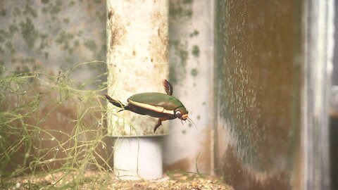 絶滅の危機「ゲンゴロウ」 種の保存に奮闘する飼育員 採取活動で新種発見も【福島発】