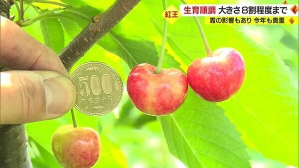 金運爆上げ　風水最高！山形限定品縦15cm最高級特殊朱銅製さくらんぼ花瓶　月山釜 金運爆上げ 風水最高！山形限定品縦15cm最高級特殊朱銅製さくらんぼ