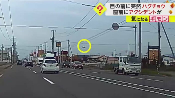 道路の上を飛び越えようとするハクチョウ(FNN投稿サイト「ビデオPost」)