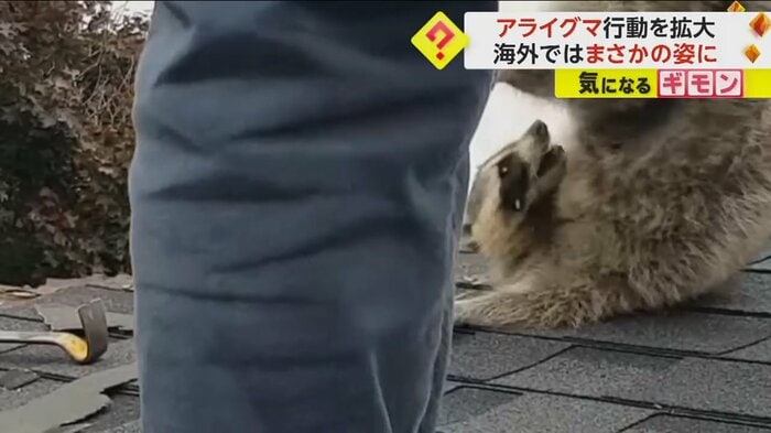 屋根から降ろされるアライグマ(Liddle Rascals Wildlife Control Inc)