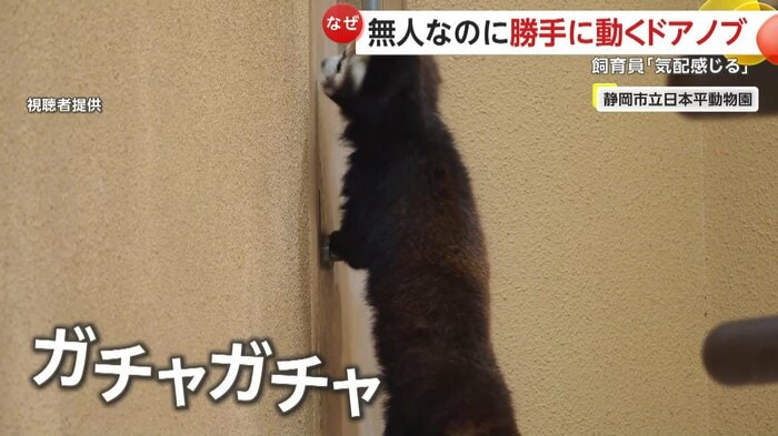 ドアノブを回すニコちゃん