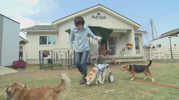 夜は犬舎、昼はドッグランで