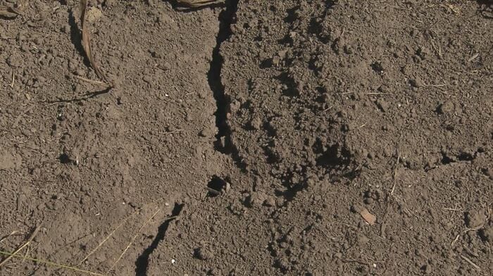 キュウリ畑にはひび割れが