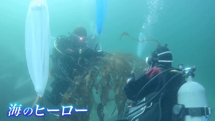 ロープに昆布を取り付けるダイバーたち