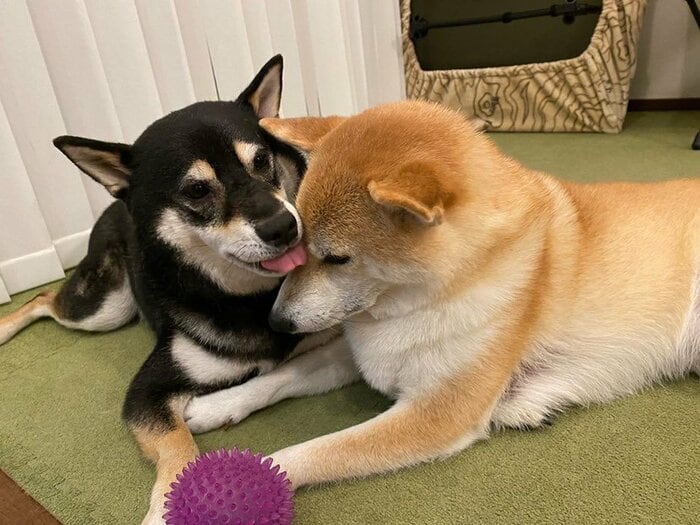 提供:柴犬むさしとこじろうさん