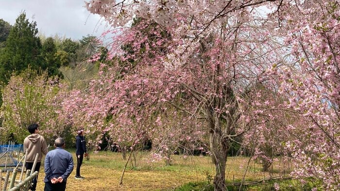 枝垂れ桜などを鑑賞する地域住民