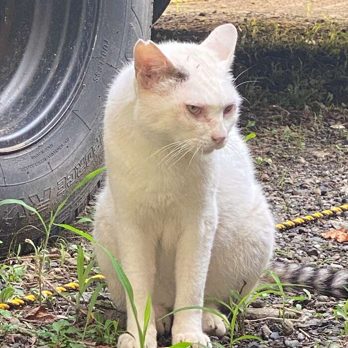 耳がカットされているのは不妊手術された証。(『歌舞伎町の野良猫「たにゃ」と僕』より)