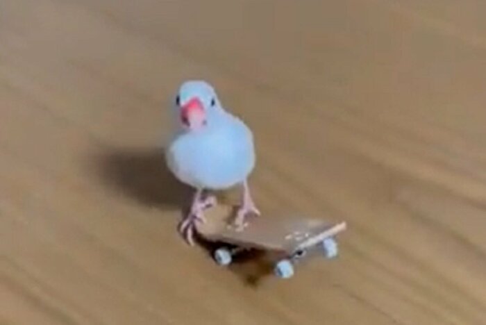 技を決め、カメラ目線!