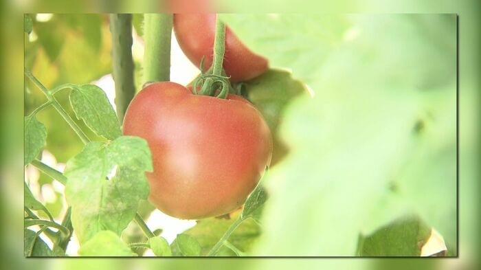 白石農園で栽培される「神トマト」