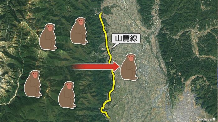 サルの行動範囲が広がっている