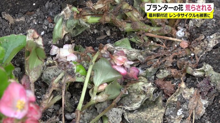 踏みつぶされた福井駅前の花々