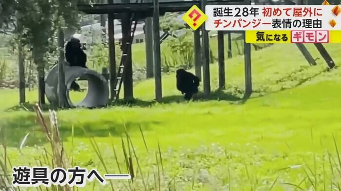 (Save the Chimps)