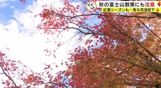 色づいた木々
